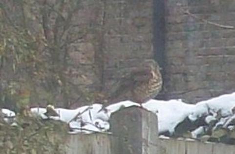 harmony's garden seeing the beauties of Nature as frost sets what is this bird? brown band and speckles, larger than Sparrow, similar size to Blackbird