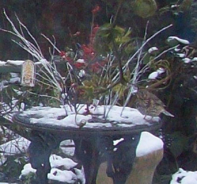 harmony's garden seeing the beauties of Nature as frost sets what is this bird? brown band and speckles, larger than Sparrow, similar size to Blackbird